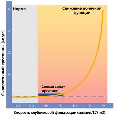 Что такое общая функция почек?