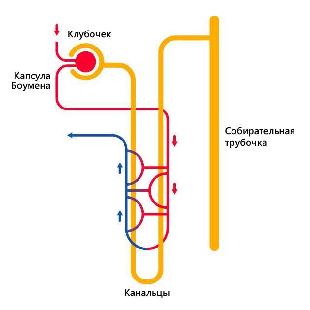 Как работают почки?